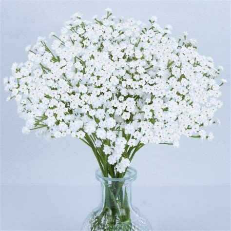 Amazon.com: MAQIAHN 6 Baby Breath Artificial Flowers - Babies Breath ...