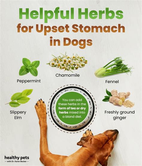 Herbs for Upset Stomach in Dogs