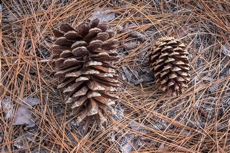 Stand Highlight: C72 Longleaf Pine – Page 6 – Duke Forest