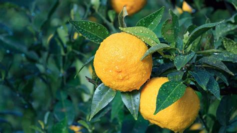 Benefits and Uses of Yuzu Essential Oil | aromatics.com – Aromatics International