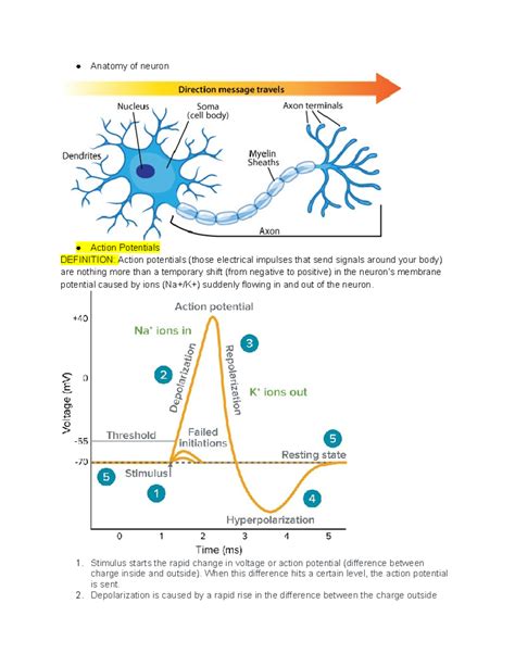 Biopsych Tutoring - Anatomy of neuron Action Potentials DEFINITION: Action potentials (those ...