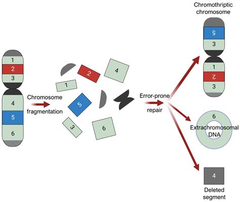 Acral Melanoma: A Review of Its Pathogenesis, Progression, and Management