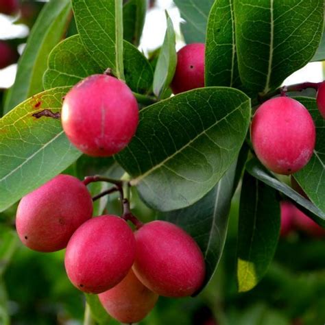 Bakery Cherry / Karonda (Carissa Carandas) Fruit Live Plant (Home & Ga ...