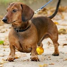 Datsun Dogs For Sale by Learn About The Dachshund Breed From A Trusted Datsun Dogs For Sale