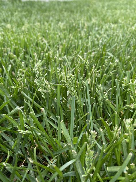 What Is The Best Grass Seed To Put Down at Terry Comer blog