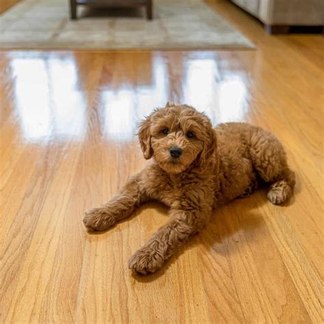 6 Top Dog Friendly Flooring Options for your Home - House that Barks