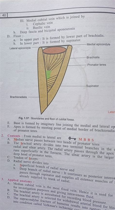 40 III. Medial cubital vein which is joined by i. Cephalic vein ii. Basil..