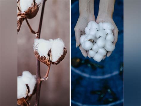 Punjab Minister seeks early nod to next-generation BG cotton seed to ...
