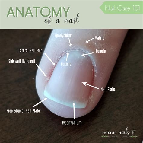 Parts Of The Fingernail Anatomy - Design Talk