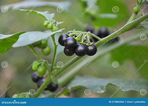 Solanum Nigrum Black Night Shade, Ranti, Lenca, Blackberry Nightshade, European Black Night ...