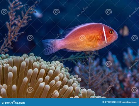 Amphiprion Perideraion, Pink Skunk Clownfish Stock Image - Image of ...