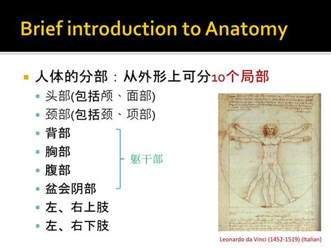PPT - Regional Anatomy PowerPoint Presentation, free download - ID:9600942