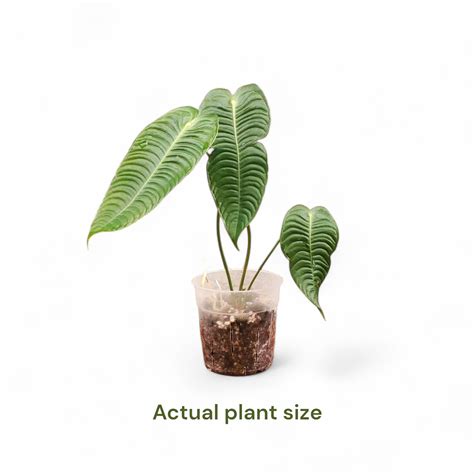 Anthurium Veitchii 'King' | Soiled