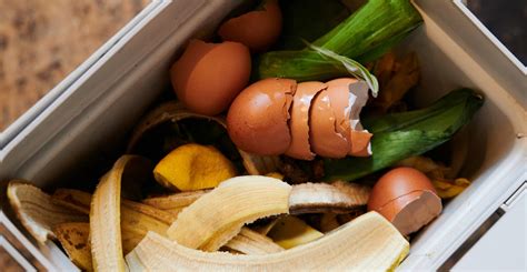 Home composting: essential tips to get started