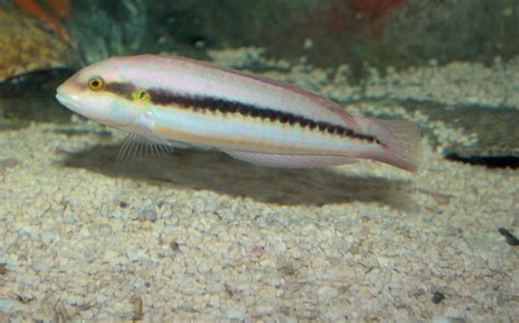 Slippery Dick Fish: What You Need to Know - Fished That