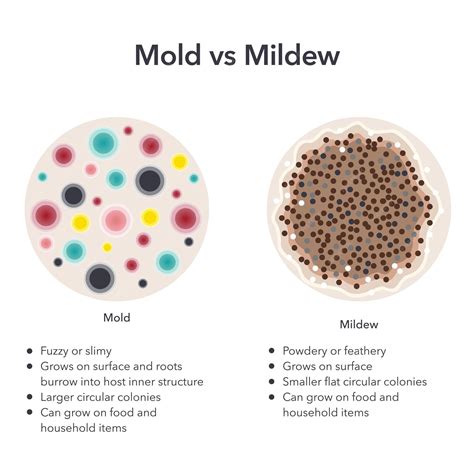 Mould vs Mildew: How to Spot, Prevent, and Eliminate Both