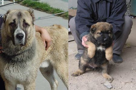 “北欧巨兽”高加索犬：俄罗斯国宝犬种，养了这狗才是真有安全感！