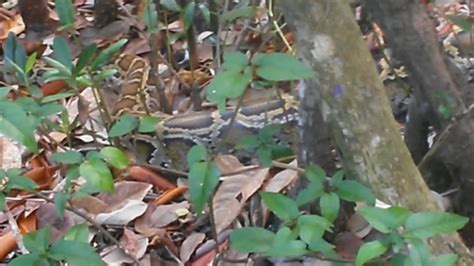 Image result for Big Burmese Python