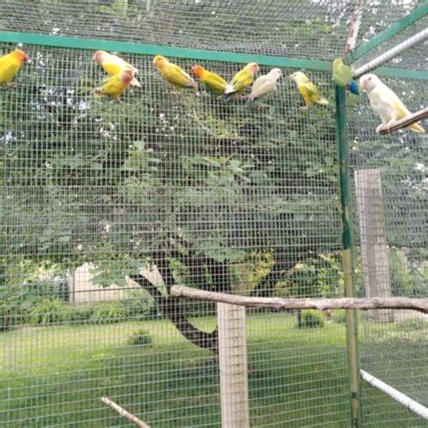 Image result for Elevage Inseparable Conseils