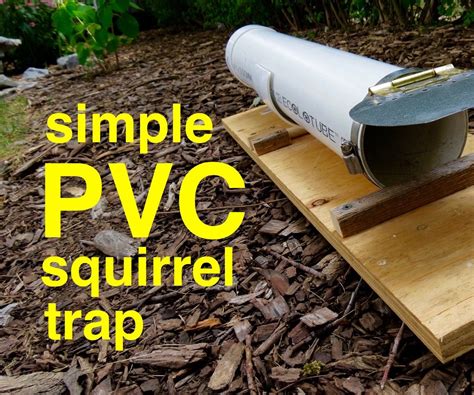 Image result for PVC Squirrel Trap