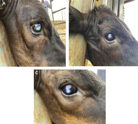 Defining and Diagnosing Infectious Bovine Keratoconjunctivitis ...