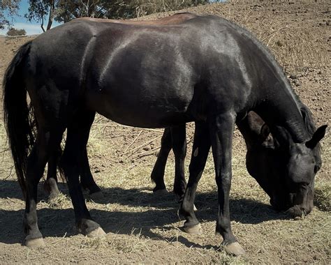 Mustang Horse Adoption Sale