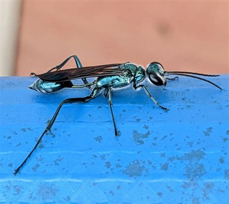 Blue Mud Dauber