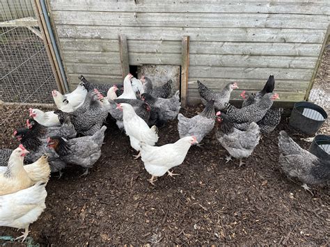 Point of lay hens – Fosters Poultry