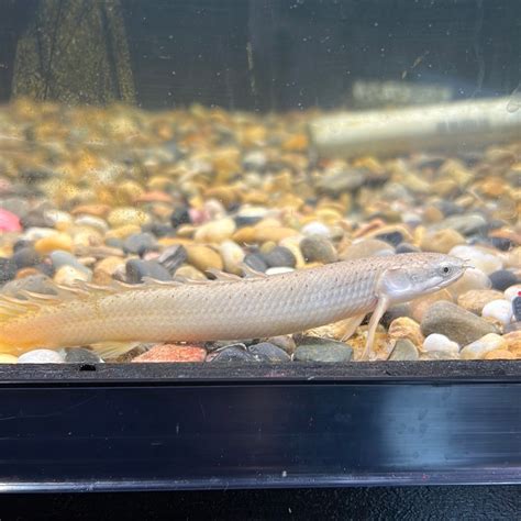 Senegal Bichir (Polypterus senegalus) – Tropical Aquarium