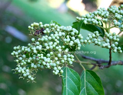 Cornus Drummondii | Roughleaf Dogwood