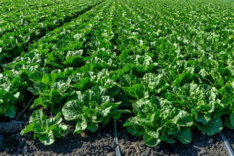 Intensive Farming 的图像结果