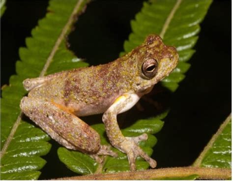 An Island of Discovery: Meet the Newly Found Species of Tree-Frogs - Natura Pacific