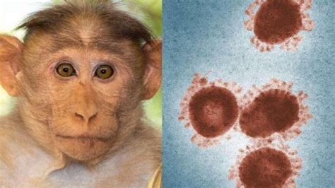 猴痘病毒扩散 俄司令点名要求调查美国在尼日利亚的生物实验室_凤凰网