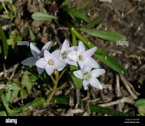Spring Beauty flower Stock Photo - Alamy