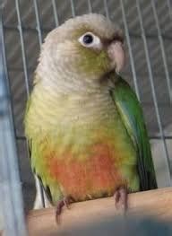Image result for Fancy Conure