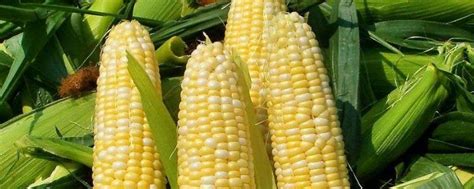 玉米可以加工成什么产品 - 业百科