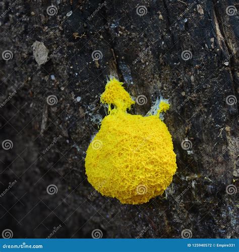 Fuligo Septica, Plasmodial Slime Mold Stock Photography | CartoonDealer ...