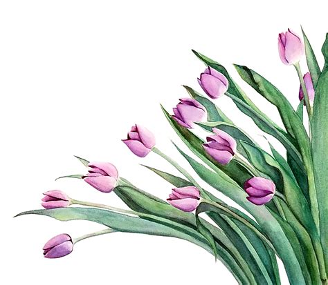 Tulips Watercolor Painting at Ester Gordan blog