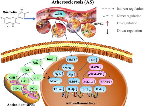 Frontiers | Therapeutic application of quercetin in aging-related diseases: SIRT1 as a potential ...