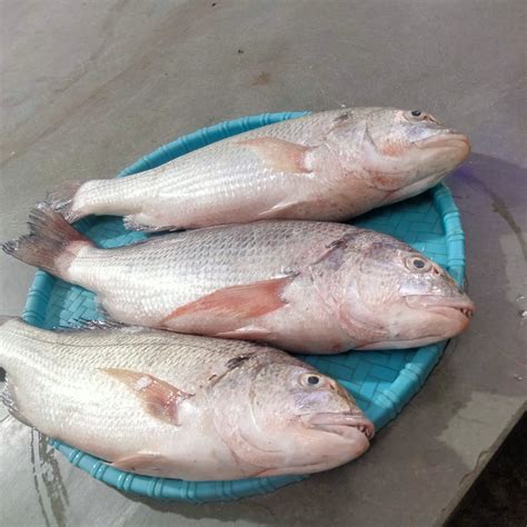 White Snapper/Chaya fish - Reef Enterprises, Gandhidham – Doof