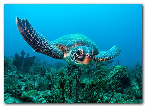 Image result for Turtle Method Multiplication