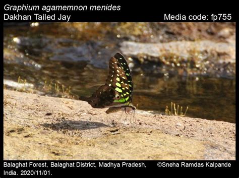Graphium agamemnon | Butterfly