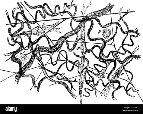 Areolar Tissue Diagram