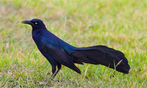 Different Types of Black Birds - A-Z Animals