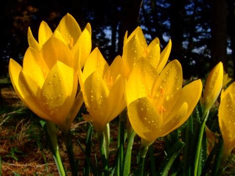 Supramental invocation : spiritual meaning of flower