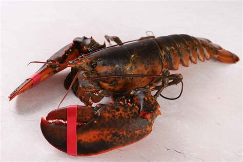 Maine Lobster 2lb (Hard Shell) - Pine Tree Seafood