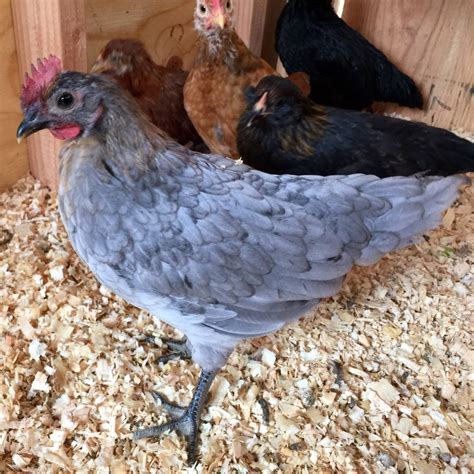 Blue Andalusian Pullets