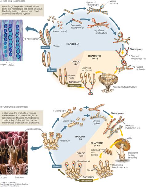 Basidiomycota Life Cycle Lichen Life Cycle | The British Lichen