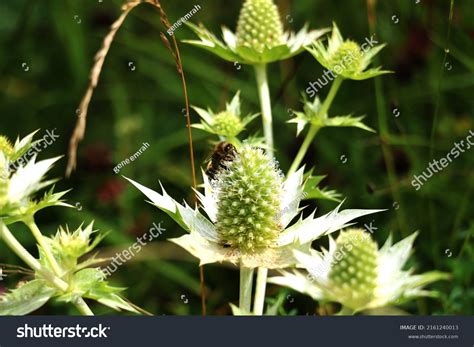 Eryngium Alpinum Multiplant Umbelliferae Family Umbelliferae Stock ...