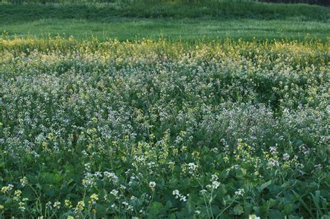 Plant of the Month - Wild radish